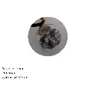 236.webp